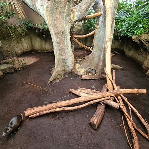 Antillean - Cuban hutia enclosure
