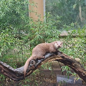 Chinese garden - European otter