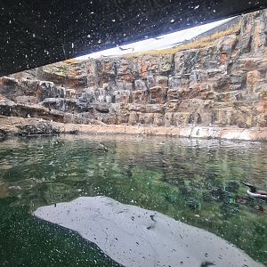 Seabird encosure - "Bass rock"