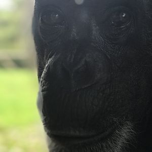 Western Chimpanzee closeup (Pan troglodytes)