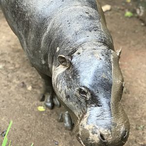 Pygmy Hippo (Choeropsis liberiensis)