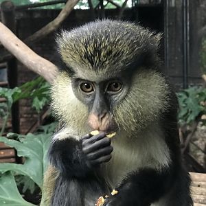 Mona Monkey (Cercopithecus mona)