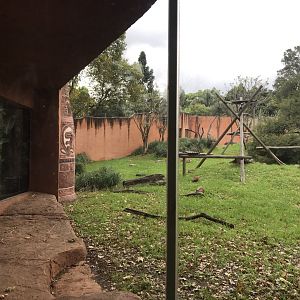 Western Chimpanzee Exhibit (Pan troglodytes)