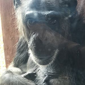 Western Chimpanzee (Pan troglodytes)