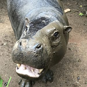 Pygmy Hippo (Choeropsis liberiensis)