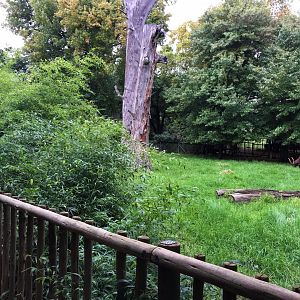 Mountain Bongo Enclosure (Tragelaphus eurycerus)