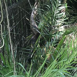 Mountain Bongo (Tragelaphus eurycerus)