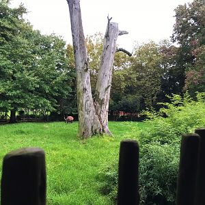 Mountain Bongo Enclosure (Tragelaphus eurycerus)