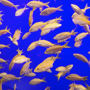 ID HELP SeaWorld Orlando - Journey to Atlantis