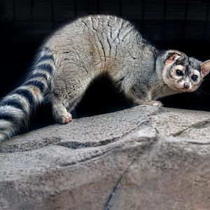 North American Cacomistle / 8-4-22 / Hamerton