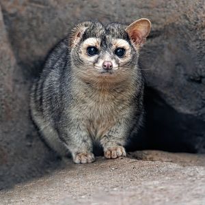 North American Cacomistle / 8-4-22 / Hamerton