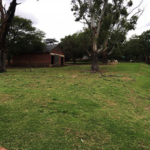 Scimitar-horned oryx Exhibit (Oryx dammah)