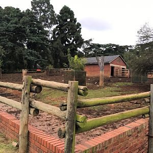 Cape Buffalo Enclosure (Syncerus caffer)