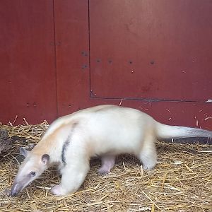 Southern tamandua