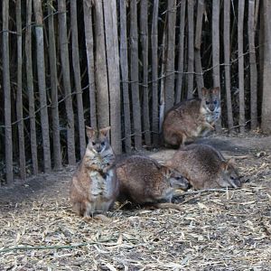 Parma wallaby's