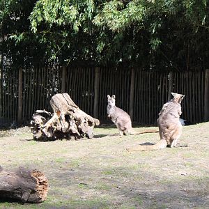 Eastern wallaroo's