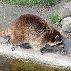 Northern raccoon