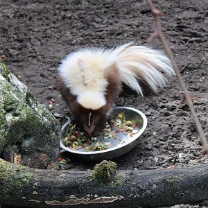 Striped skunk