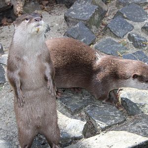 Asian small-clawed otters