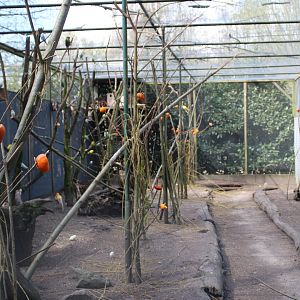 Walk-through aviary