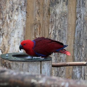 New Guinea red-sided eclectus parrot - female