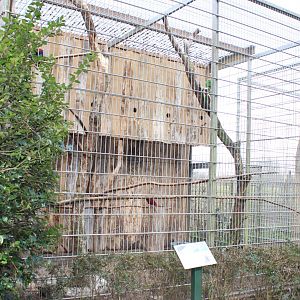Eclectus parrot - aviary