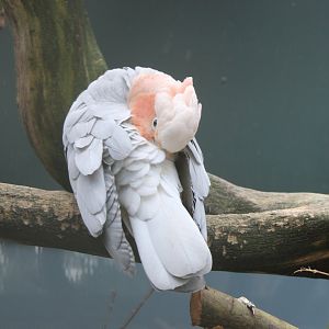 Galah