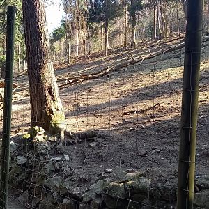 European mouflon enclosure