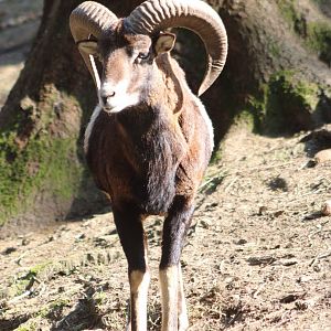 European mouflon