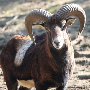 European mouflon