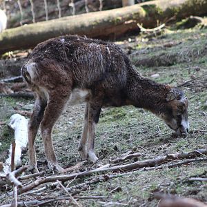 European mouflon