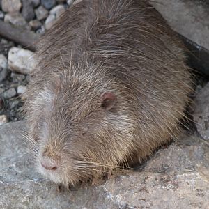 Nutria