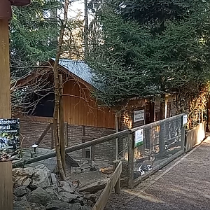 Rabbit - Domestic fowl enclosure