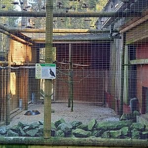 Empty Black vulture aviary