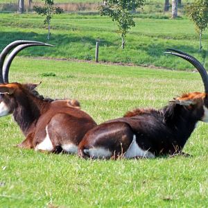 Black sable antelope