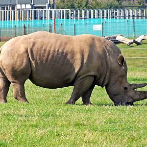 Southern white rhinoceros