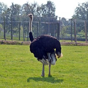 Male ostrich