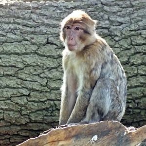 Barbary macaque