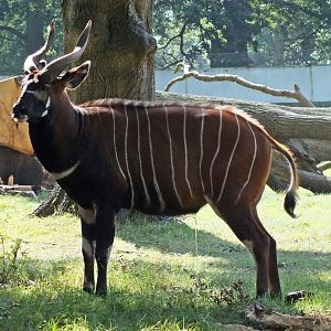 Male mountain bongo