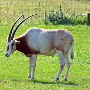 Scimitar-horned oryx