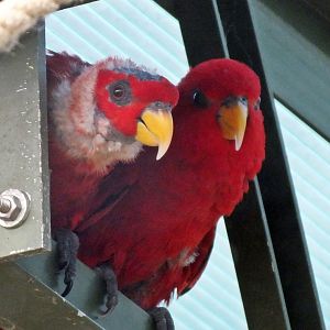 Red lories
