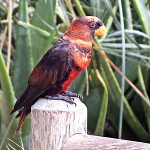 Dusky lory