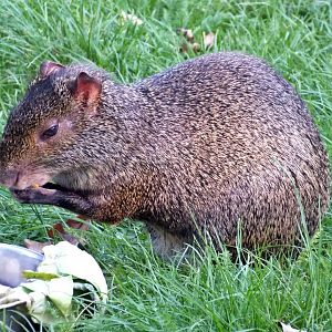 Azara's agouti