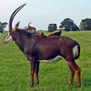 Male black sable antelope