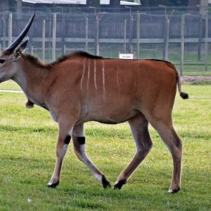 Common eland