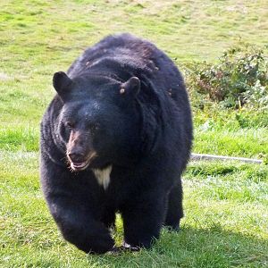 American black bear