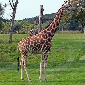 Rothschild's giraffe