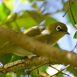 Silvereye