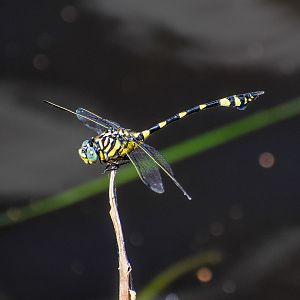 Australian Tiger (Ictinogomphus australis)