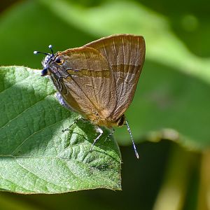 Indigo Flash (Rapala varuna)
